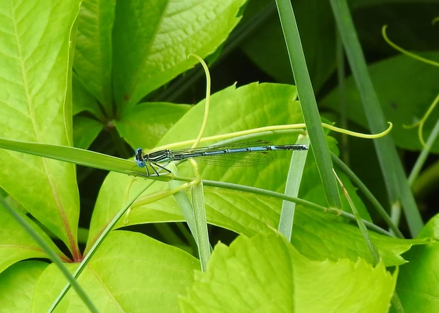 Platycnemis pennipes - széleslábú szitakötő