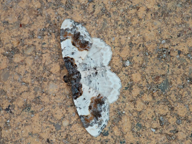 Ligdia adustata - barna levélaraszoló