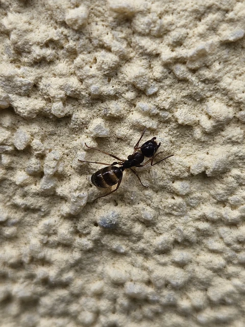 Camponotus fallax - ligeti lóhangya