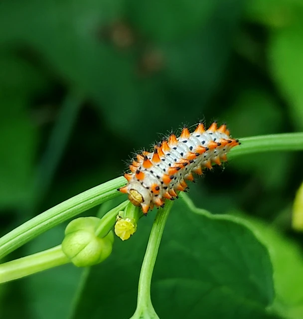 Zerynthia polyxena - farkasalmalepke