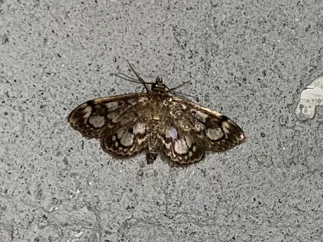 Anania coronata - koronás dudvamoly