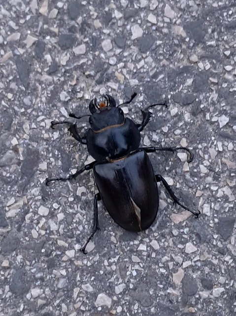 Lucanus cervus - nagy szarvasbogár