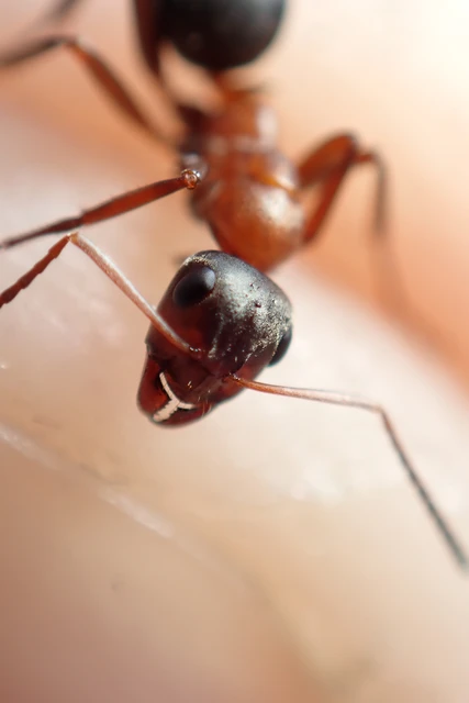 Formica rufibarbis - vörös rabszolgahangya