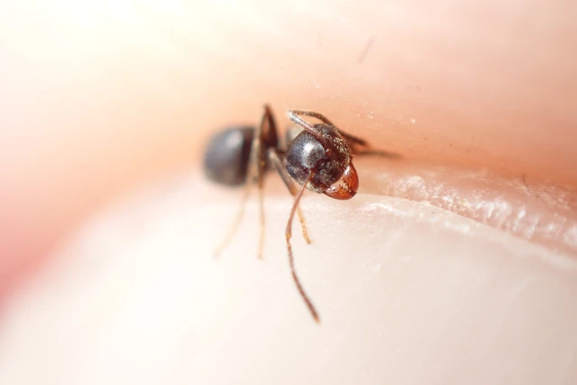 Lasius niger - közönséges feketehangya