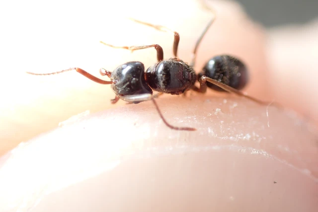 Lasius fuliginosus - kartonépítő fahangya