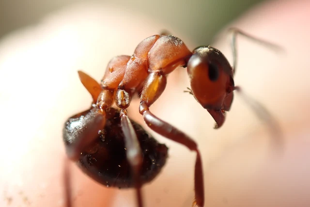Formica polyctena - kis vöröshangya
