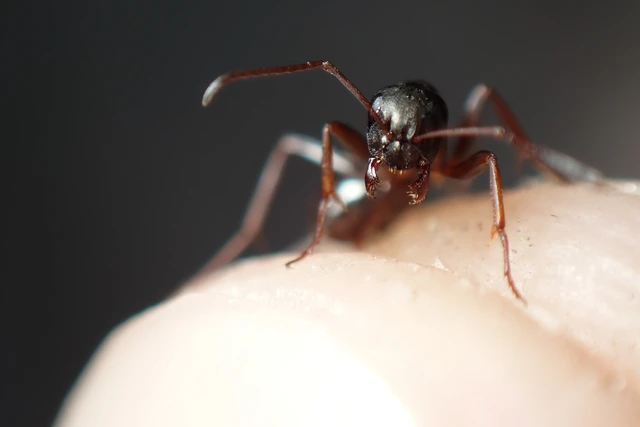 Formica fusca - kormos rabszolgahangya