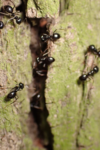 Lasius fuliginosus - kartonépítő fahangya