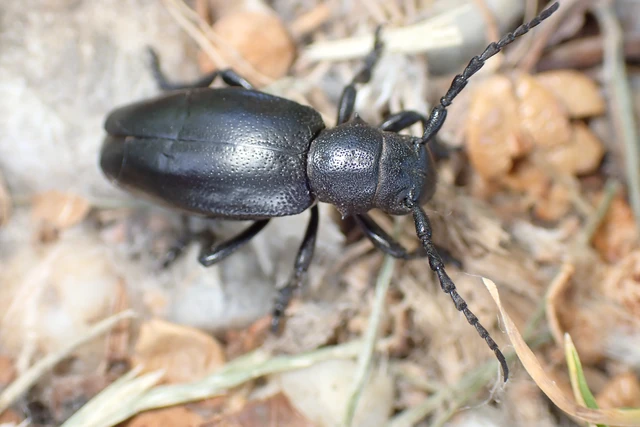 Dorcadion aethiops - fekete gyalogcincér Dorcadion aethiops - fekete gyalogcincér