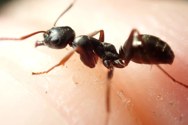 Formica fusca - kormos rabszolgahangya