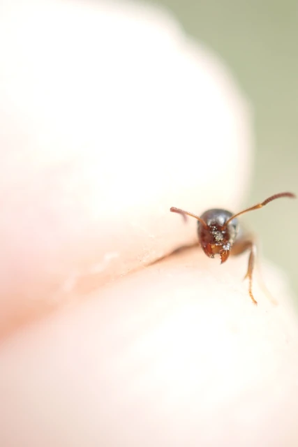 Lasius niger - közönséges feketehangya
