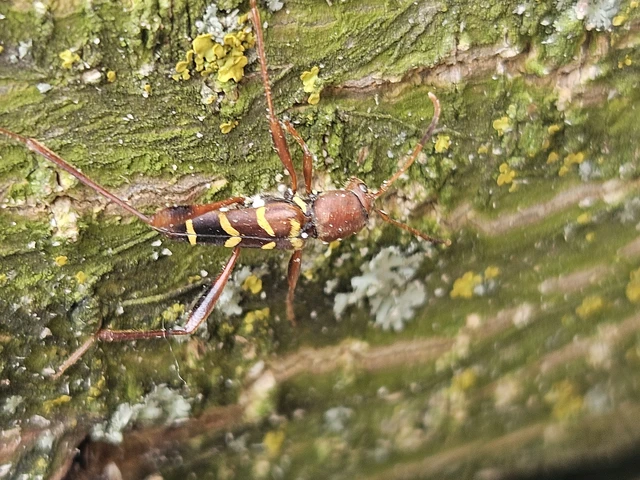 Neoclytus acuminatus - amerikai darázscincér