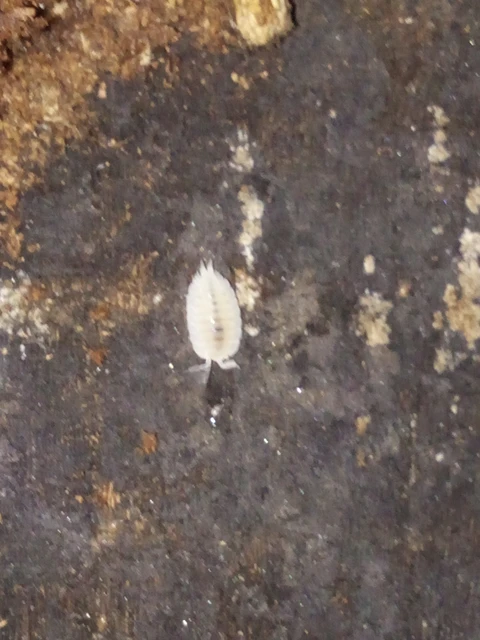 Isopoda - Ászkarákok