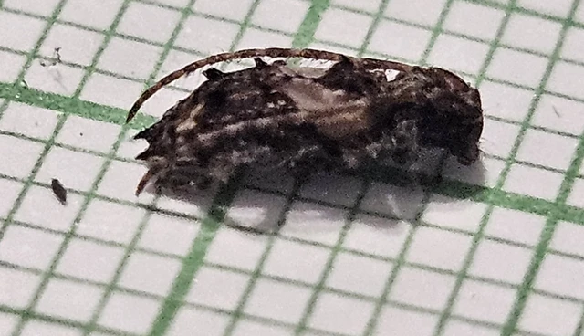 Pogonocherus hispidus - kéttövises ecsetcincér