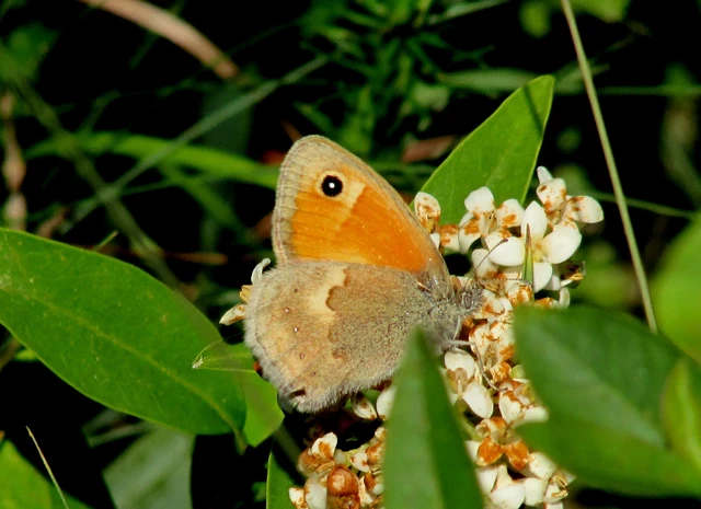 Coenonympha pamphilus - kis szénalepke