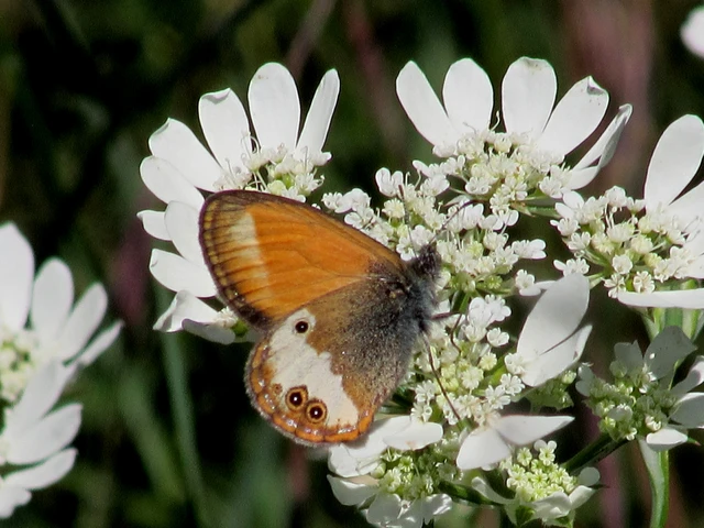 Coenonympha arcania - fehéröves szénalepke