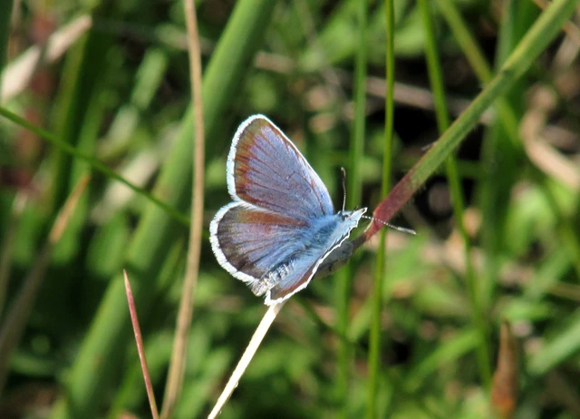 Plebejus argus - ezüstös boglárka