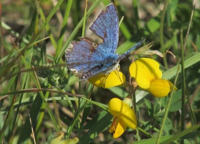 Polyommatus icarus - közönséges boglárka