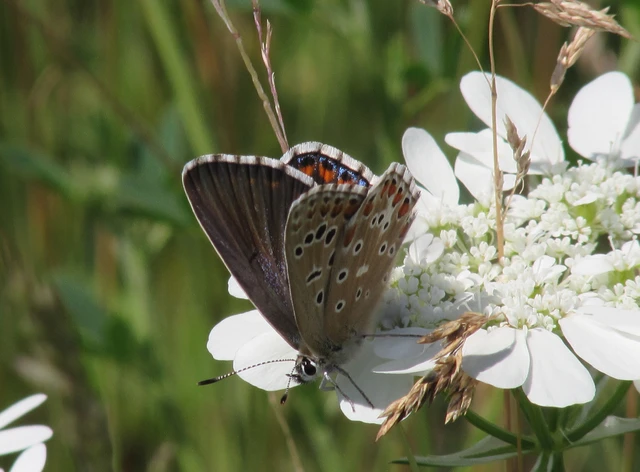 Polyommatus bellargus - égszínű boglárka