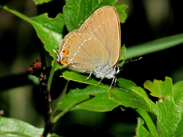 Satyrium acaciae - akác-csücsköslepke