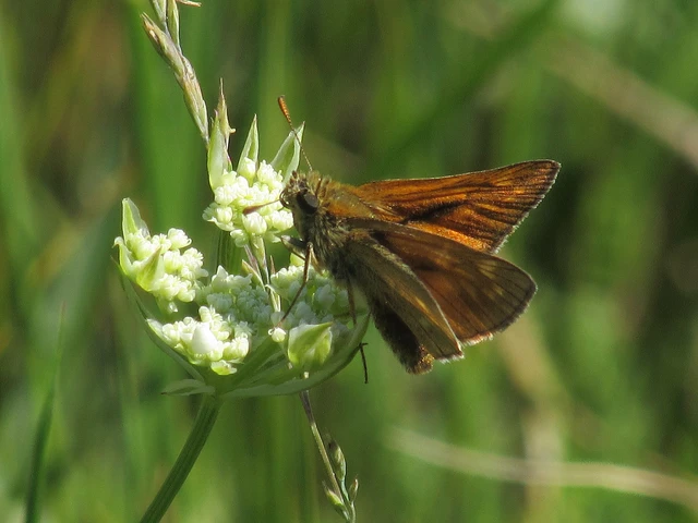 Ochlodes sylvanus - erdei busalepke
