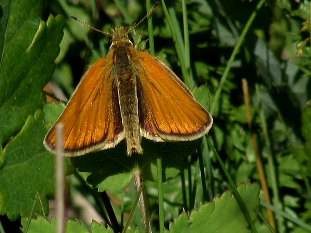 Thymelicus lineola - vonalas busalepke