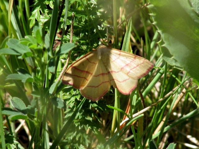 Rhodostrophia vibicaria - pirosszélű araszoló