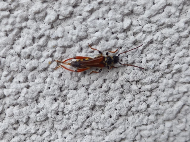 Stenopterus rufus - tarkacsápú keskenyfedőscincér