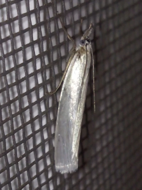Crambus perlella - gyöngyházas fűgyökérmoly