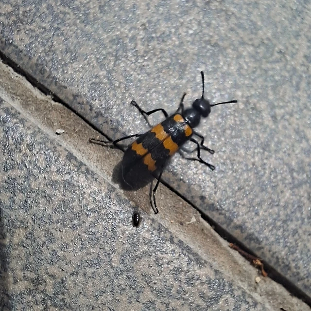 Mylabris variabilis - szalagos hólyaghúzó