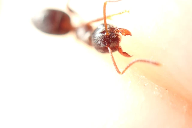 Lasius niger - közönséges feketehangya