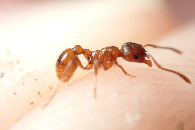 Myrmica rubra - közönséges bütyköshangya