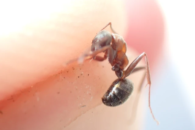 Formica rufibarbis - vörös rabszolgahangya