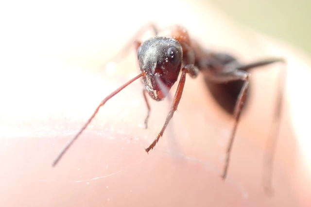 Formica rufibarbis - vörös rabszolgahangya