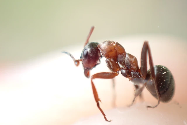 Formica rufibarbis - vörös rabszolgahangya