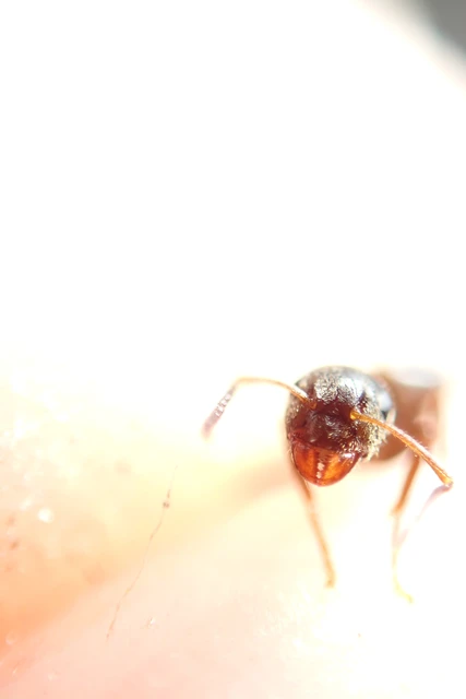 Lasius niger - közönséges feketehangya