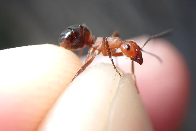 Formica truncorum - pirosfejű vöröshangya