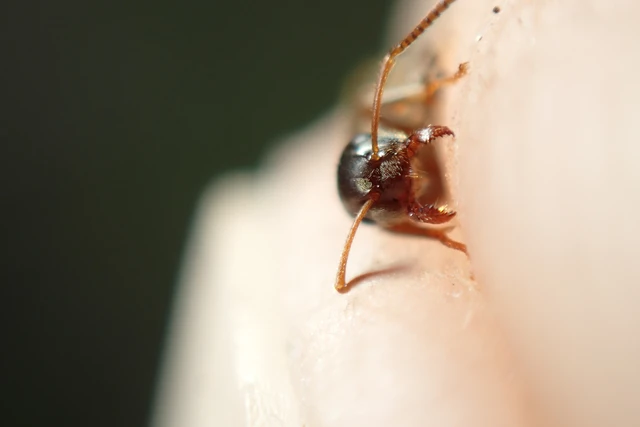 Lasius niger - közönséges feketehangya