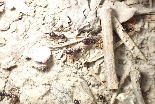Lasius fuliginosus - kartonépítő fahangya