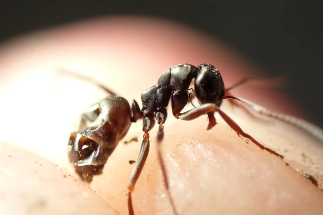 Formica fusca - kormos rabszolgahangya