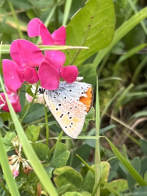 Lycaena dispar rutilus - nagy tűzlepke