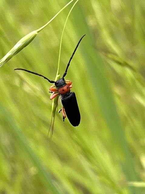 Phytoecia affinis - feketefejű cincér