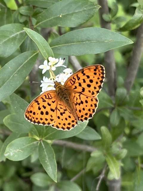 Brenthis daphne - málna-gyöngyházlepke