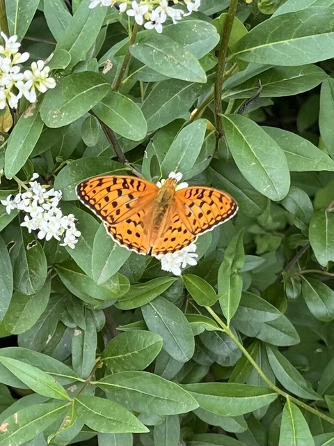Argynnis adippe - ezüstös gyöngyházlepke