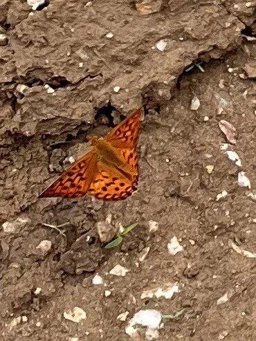 Argynnis adippe - ezüstös gyöngyházlepke