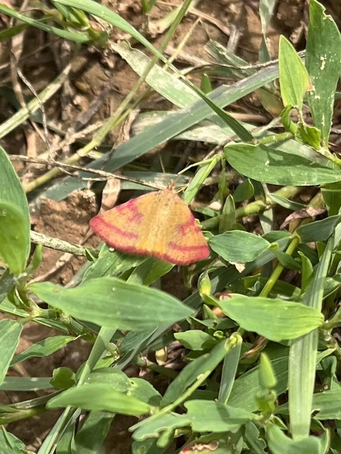 Lythria purpuraria - bíborsávos araszoló