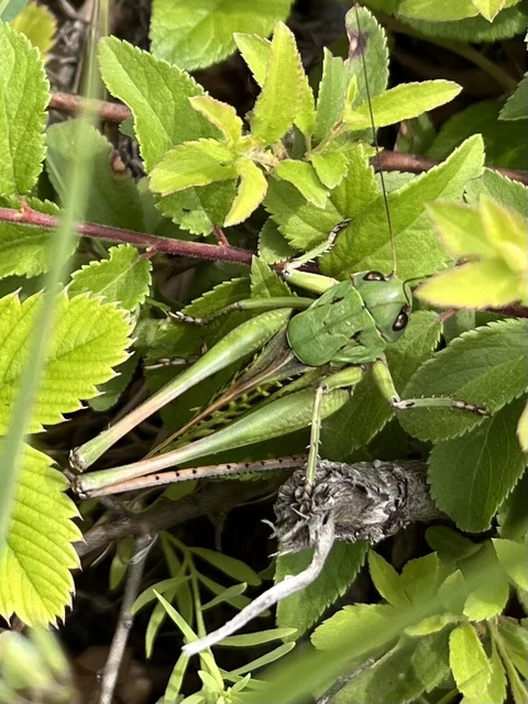 Decticus verrucivorus - szemölcsevő szöcske