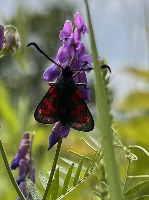 Zygaena filipendulae - acélszínű csüngőlepke