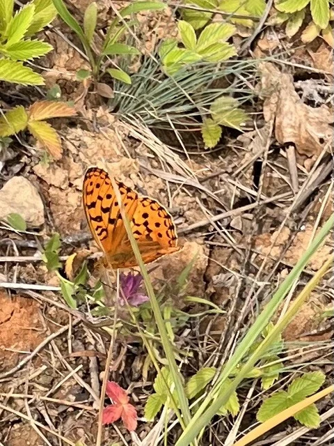 Argynnis adippe - ezüstös gyöngyházlepke