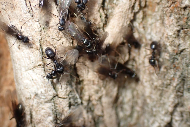 Lasius fuliginosus - kartonépítő fahangya